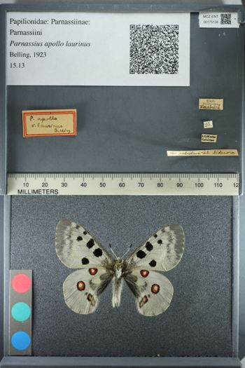 Media type: image;   Entomology 175134